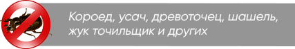 Короед, усач, древоточец, шашель, жук точильщик